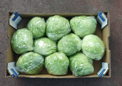 Foto Iceberg calibro 10 Origine Spagna Marchio Mimaflor            3