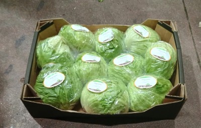 Foto Iceberg Origine Germania Marchio Conor  1