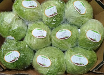 Foto Iceberg Origine Germania Marchio Conor  2
