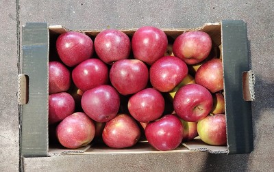 Foto Mele Imperatore Calibro 85/90 Origine Italia Marchio Alegra 3