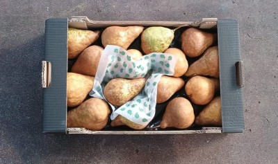 Foto Kaiser Calibro  16 Origine Italia Marchio Sbb  3