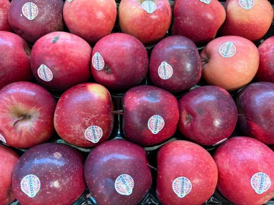 Foto Kissabell Calibro 65/70 Origine Italia Marchio Melinda         2