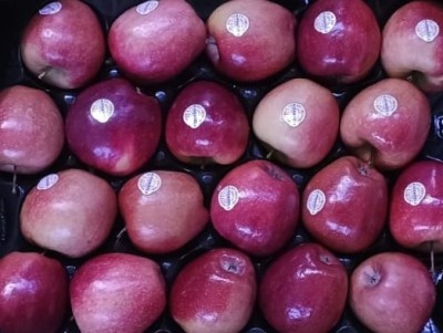 Foto Kissbell Calibro 20 Origine Italia Marchio Kissabell 2