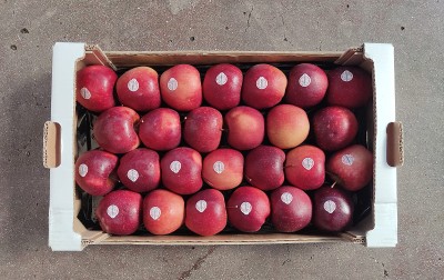 Foto Mele Kissabel Calibro 70/75 Origine Italia Marchio Kissabel 3