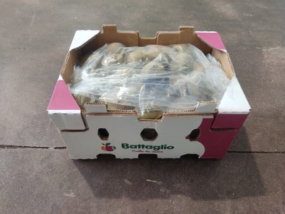 Foto Kiwi Hayward Calibro 33 Cile Marchio Battaglio   1