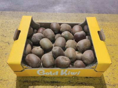 Foto Kiwi Gold Calibro 92/107 Origine Italia Marchio Gld Kiwi    1