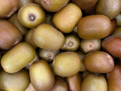 Foto Kiwi Gold Calibro 150/190 Origine Italia Marchio Gold Kiwi   2