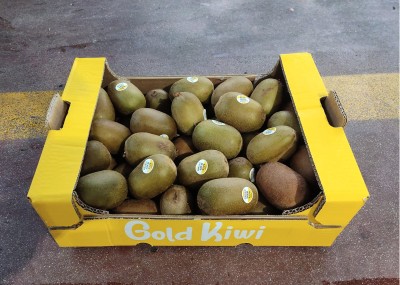 Foto Kiwi Gold Calibro 125/145 Origine Italia Marchio Gold Kiwi   1