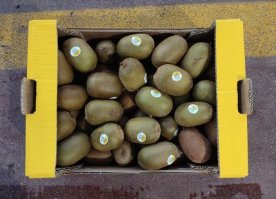 Foto Kiwi Gold Calibro 125/145 Origine Italia Marchio Gold Kiwi   2