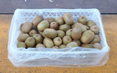 Foto Kiwi Varietà Solei Calibro 20 Origine Chile Marchio Agricola Gloria  1