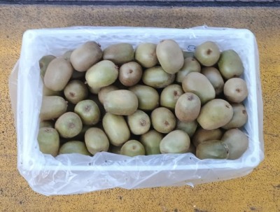 Foto Kiwi Varietà Solei Calibro 20 Origine Chile Marchio Agricola Gloria  3