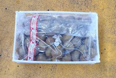Foto Kiwi Varietà Hayward Calibro 23 Origine Chile Marchio Battaglio       3