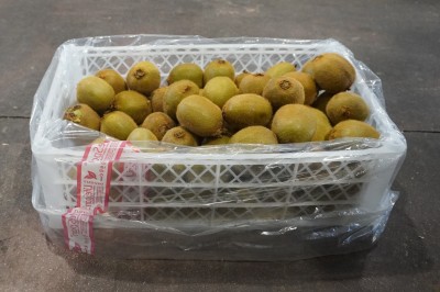 Foto Kiwi Hayward Calibro 23 Origine Cile Marchio Agricola Gloria  1