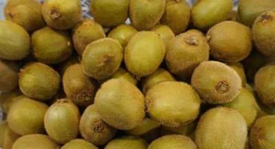 Foto Kiwi Hayward Calibro 23 Origine Cile Marchio Agricola Gloria  2