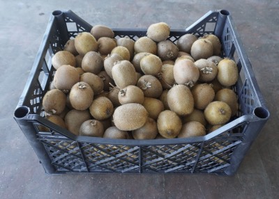 Foto Kiwi Varietà Hayward Origine Grecia  Marchio Greek Premium  1