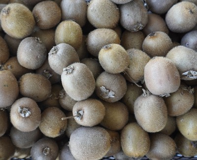 Foto Kiwi Varietà Hayward Origine Grecia  Marchio Greek Premium  2