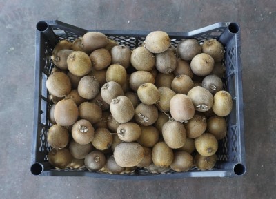 Foto Kiwi Varietà Hayward Origine Grecia  Marchio Greek Premium  3