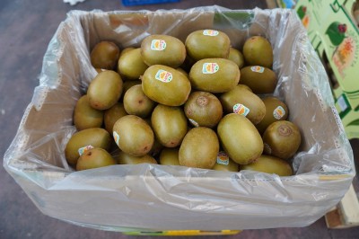 Foto Kiwi  1