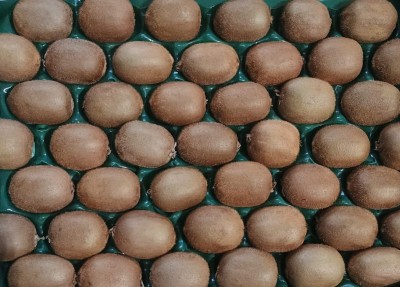 Foto Kiwi Varietà Hayward Lavorazione In Padella  Calibro 27 Origine Italia Marchio Alegra  2