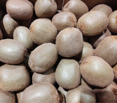 Foto Kiwi Varietà Hayward Calibro 20 Origine Italia Marchio Grifone 2