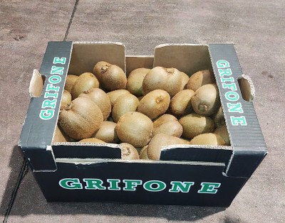 Foto Kiwi Hayward Calibro 27 Origine Italia Marchio Grifone      1