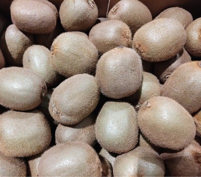 Foto Kiwi Hayward Calibro 25 Origine Italia Marchio Grifone  2