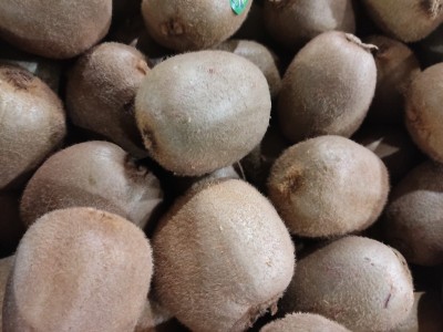 Foto Kiwi Varietà Calibro 25 Origine Italia Marchio Grifone              2