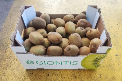 Foto Kiwi Hayward Calibro 18/20 Origine Grecia Marchio Giontis 1