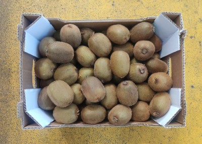 Foto Kiwi Hayward Calibro 18/20 Origine Grecia Marchio Giontis 3