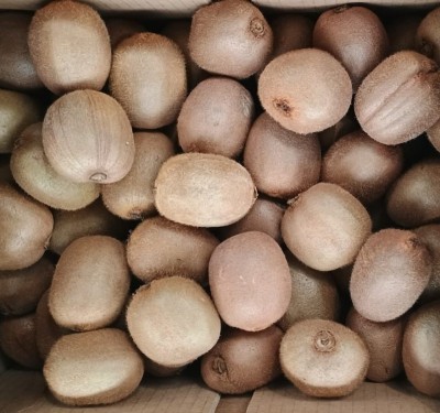 Foto Kiwi Hayward Calibro 20 Origine Italia Marchio Capito    2