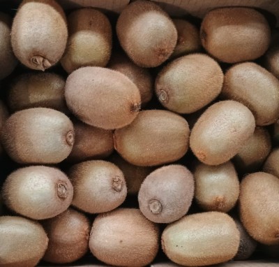 Foto Kiwi Hayward Calibro 105/120 Origine Italia Marchio Capito 2