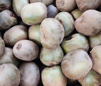 Foto Kiwi Verdi Calibro 105/120 Origine Italia Marchio Alegra            2