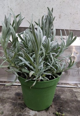 Foto Piantina di Lavanda Origine Italia Marchio Agriroma	 1