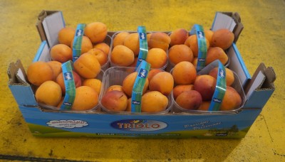 Foto Albicocche Varietà Farbalia Calibro 55+ Origine Italia Marchio Triolo          1