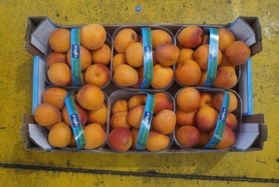Foto Albicocche Varietà Farbalia Calibro 55+ Origine Italia Marchio Triolo          3