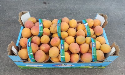 Foto Albicocche Varietà Farbalia Calibro 50+ Origine Italia MArchio Triolo  1