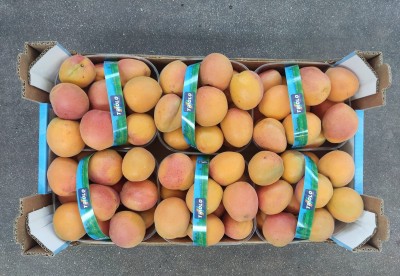 Foto Albicocche Varietà Farbalia Calibro 50+ Origine Italia MArchio Triolo  3