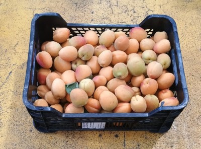 Foto Albicocche Varietà Orange Rubis Origine Italia Marchio Manaresi Vittorio  1