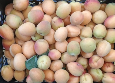 Foto Albicocche Varietà Orange Rubis Origine Italia Marchio Manaresi Vittorio  2