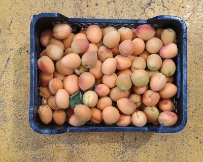 Foto Albicocche Varietà Orange Rubis Origine Italia Marchio Manaresi Vittorio  3