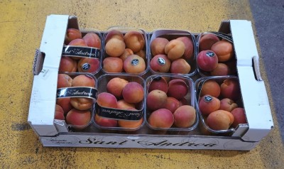 Foto Albicocche Varietà Cebas Red Calibro 45+ Origine Italia Marchio Sant'Andrea       1