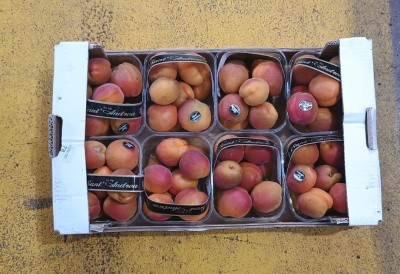 Foto Albicocche Varietà Cebas Red Calibro 45+ Origine Italia Marchio Sant'Andrea       3