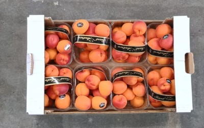 Foto Albicocche Varietà Pricia 45+ Origine Italia Marchio Sant'Andrea  3