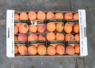 Foto Albicocche Varietà Orange Rubis Calibro 55+ Origine Italia Marchio Sant'Andrea  3