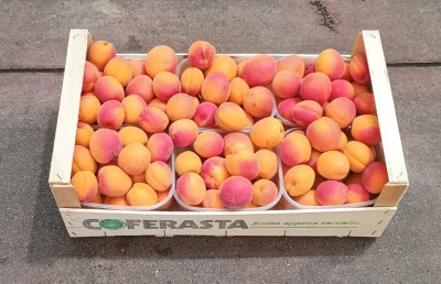 Foto Albicocche Varietà Lady Cot Origine Italia Marchio Coferasta        1