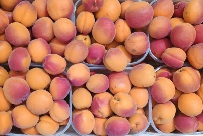 Foto Albicocche Varietà Lady Cot Origine Italia Marchio Coferasta        2