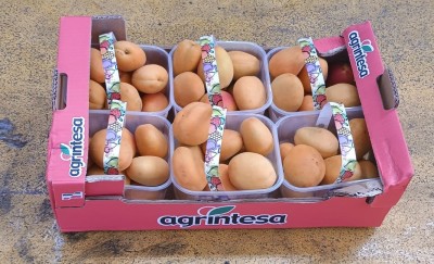 Foto Albicocche Varietà Faralia Calibro 50/55 Origine Italia Marchio Agrintesa 1