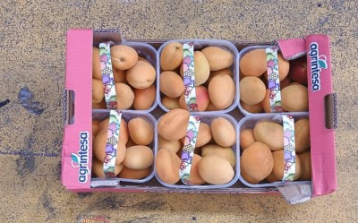 Foto Albicocche Varietà Faralia Calibro 50/55 Origine Italia Marchio Agrintesa 3