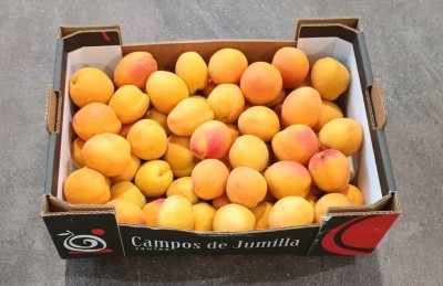 Foto Albicocche Varietà Apribang Calibro 7 Origine Spagna Marchio Campos De Jumilla 1
