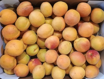 Foto Albicocche Varietà Apribang Calibro 7 Origine Spagna Marchio Campos De Jumilla 2